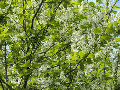 Цветущие ветки черемухи