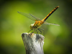 Стрекоза на ветке