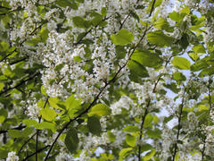 Цветущие ветки черемухи