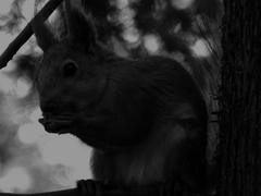 Squirrel on black and white photography