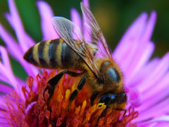 Пчела на весеннем цветке