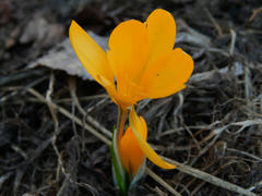 Золотистый желтый лесной цветок Весенник