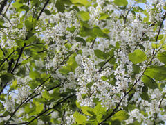 Цветущие ветки черемухи