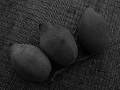 Маньчжурский орех в черно-белом изображении