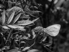 Бабочка на цветах в черно-белом стиле
