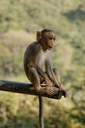 Monkey looks for prey sitting on a pipe