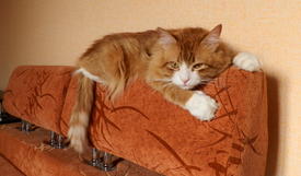 Кот лежит на спинке дивана.