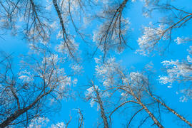 Зимнее небо в лесу