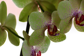 Цветы орхидеи. Натюрморт 