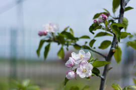 Apple trees in bloom. Young trees.