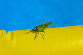 Green locust on the edge of the children's pool.