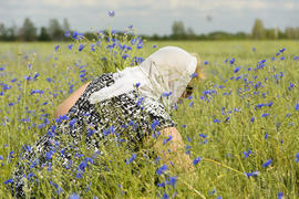 Woman collects cornflowers in the summer on the field.