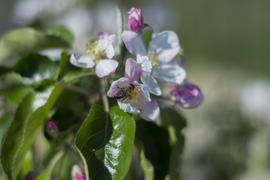 Bee pollinating flowers of apple trees in the home garden