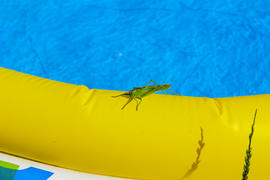 Green locust on the edge of the children's pool.