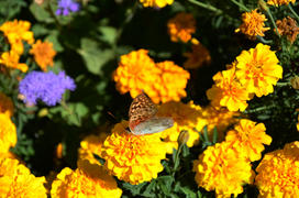 Butterfly on flowers. Yellow flowers close up