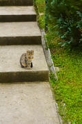 Домашняя серая кошка на бетонной ступеньке в саду 