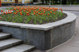 Tulips in the park in the city center
