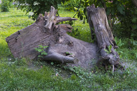Remains of an old tree. Rotten old stump.