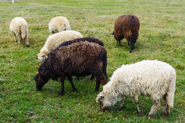 Овцы - форма дикого горного барана