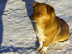 Небольшая замершая собака зимой 