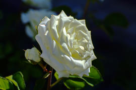 Бутон белой распустившейся розы 