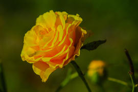 Бутон желтой розы 