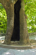Hollow tree. The cavity in human growth, formed naturally.