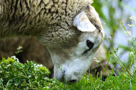 Одинокая овца, пасущаяся на красивом лугу для выпаса скота