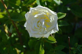 Бутон белой распустившейся розы 