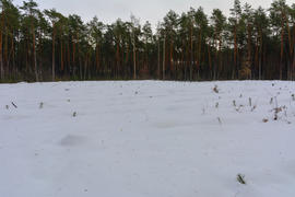 Лесные дороги и тропы растаяли в зимнем лесу