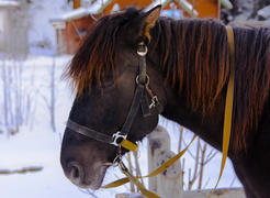 Лошадь на ярмарке в Западной Украине