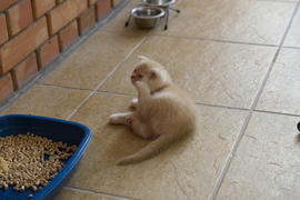 Kittens born in a private home. Beautiful color and good pedigree.