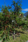 The orchard near the house. Cherries on the tree