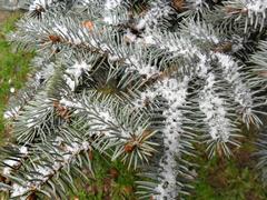 Ёлка на морозе