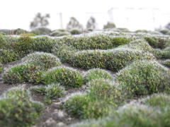 Город из мха