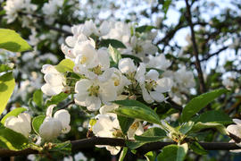 The trees blossom in the garden