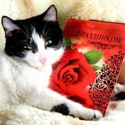 Котик на женской шубе с праздничной открыткой
