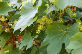 Small green grapes ripens in an orchard