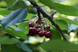 Ripe berries sweet cherry on a branch in an fruit orchard