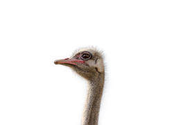 Портрет страуса в профиль