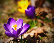 Пчела улетает от цветка 