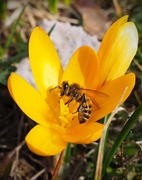 Первые весенние цветы-крокусы