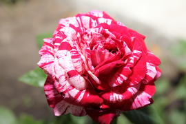 Красная пятнистая роза