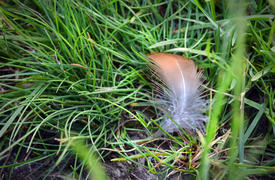 Перо в траве