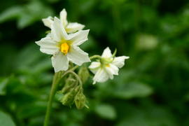 Цветок картофеля