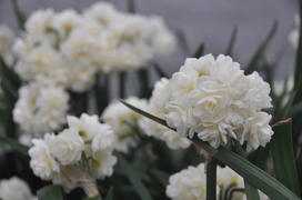 Париж, Вандея. Белые цветы