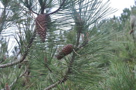 Париж, Вандея