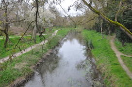 Речка и ветви