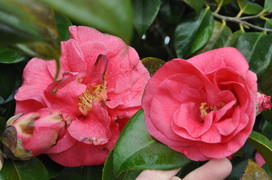 Париж, Вандея