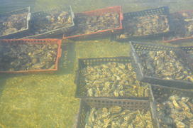 Париж, Вандея